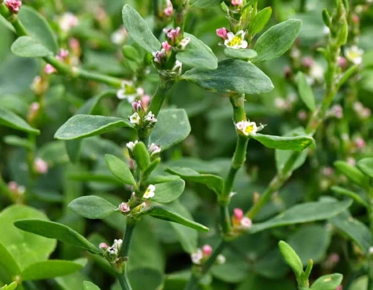 Горец птичий спорыш. Спорыш (Горец птичий) трава. Горец птичий (Polygonum aviculare). Горец спорыш.