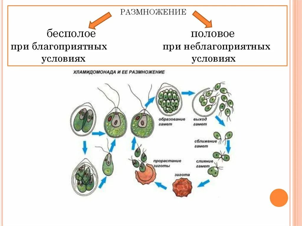 Бесполое размножение свойство. Размножение водорослей хламидомонада. Бесполое размножение водорослей 6 класс. Бесполое размножение хламидомонады. Размножение водорослей бесполое и полое.