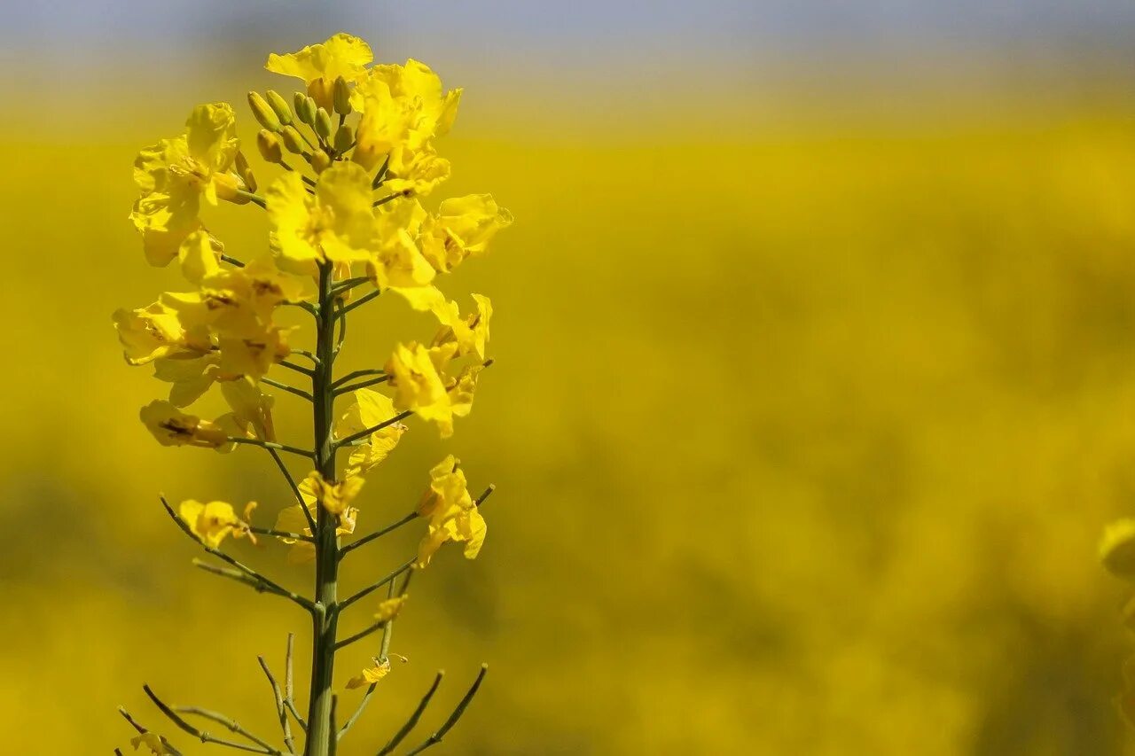 Сурепица яровая. Oleifera). Рапс полевой желтый. Рапс яровой. Сурепица сидерат.