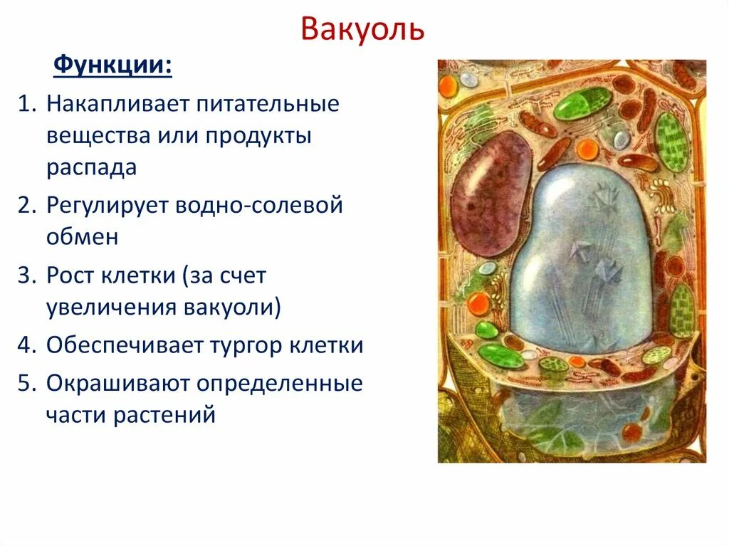 Функции растительных вакуолей