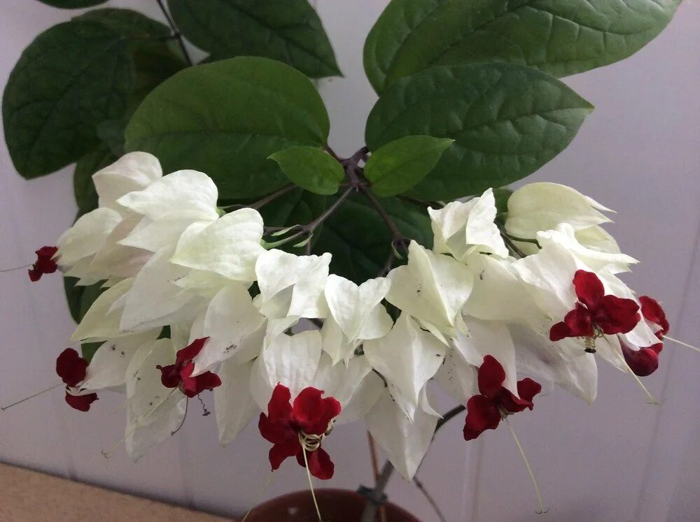 Клеродендрум томпсона. Цветок томпсона клеродендрум. Цветок томпсона клеродендрум. Цветок томпсона клеродендрум. Клеродендрум томпсона.