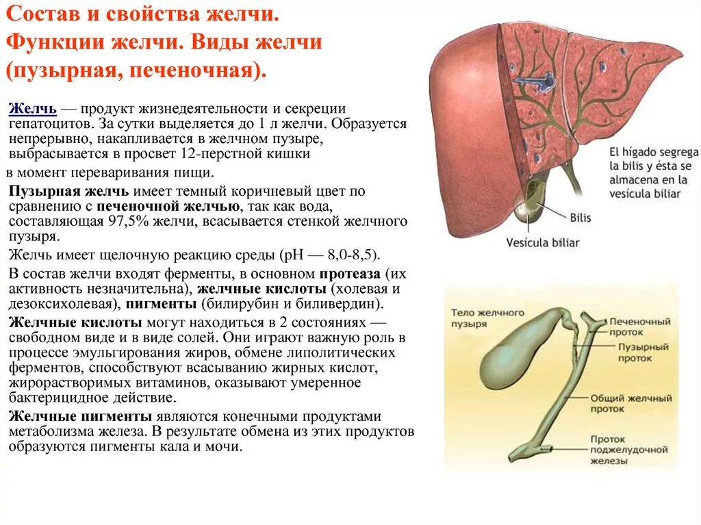 Состав желчи и функции печени. Желчный пузырь строение и функции. Состав свойства и функции желчи. Желчный пузырь анатомия функции.