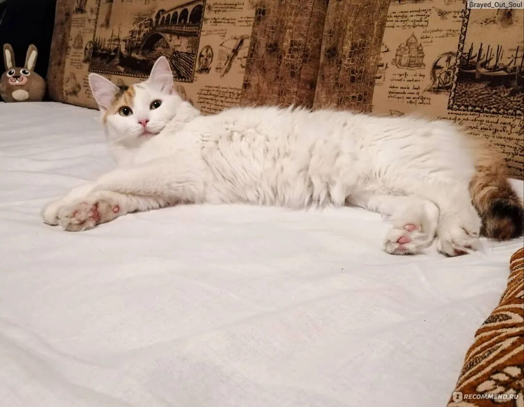 Кошка сходила с кровью. Кошка сходила с кровью