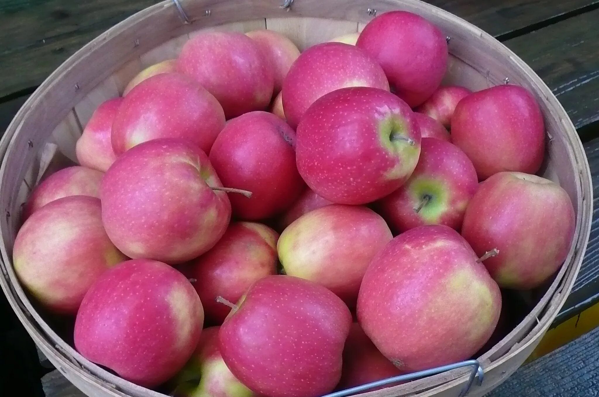 сорт красных сладких яблок. фуджи (сорт яблони). армянская слива. яблоки красные кислые. небольшие красные яблоки сорт.