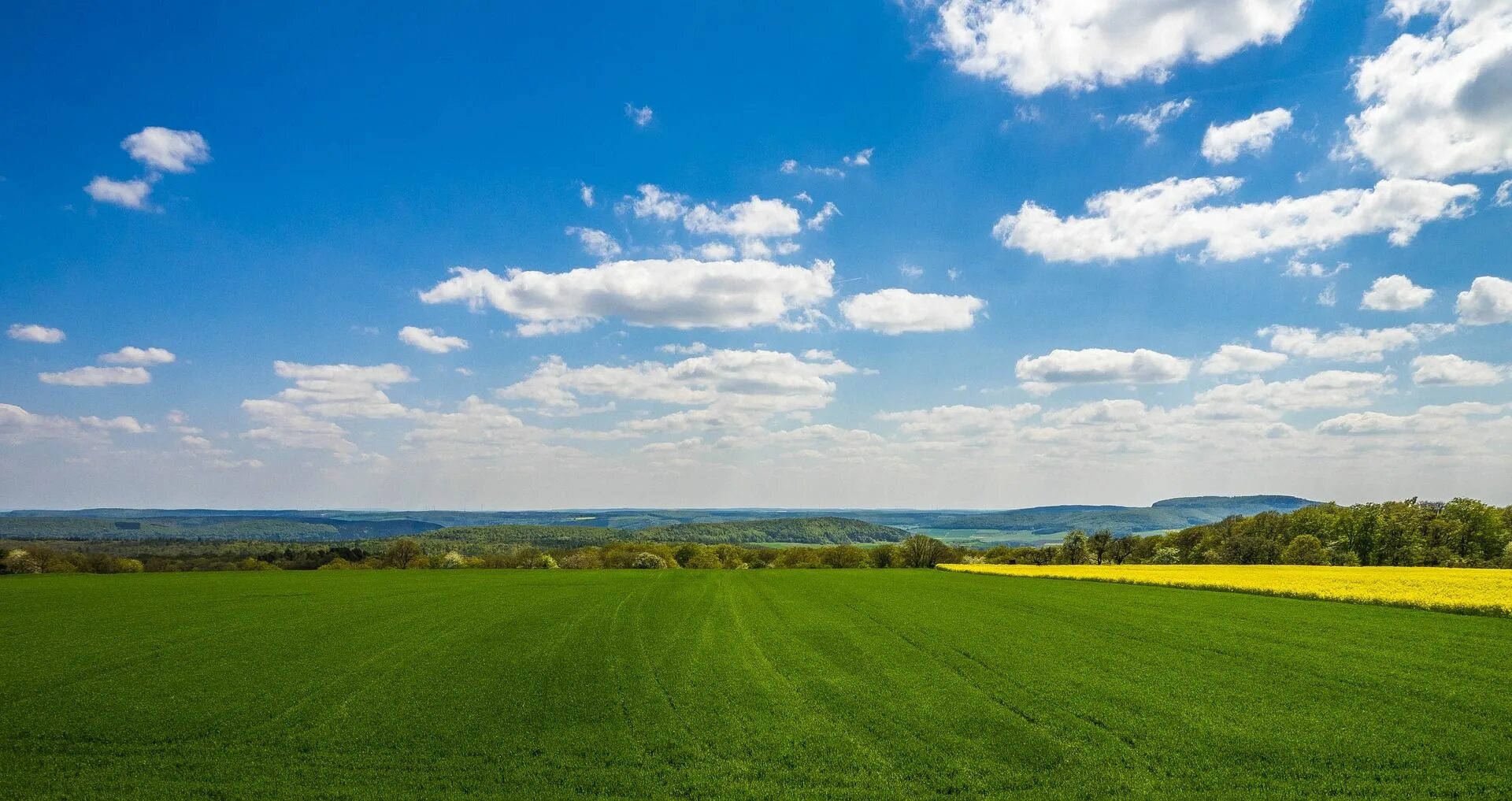 Free Images : horizon, sky, meadow, prairie, sunlight, morning, flower, food, pr