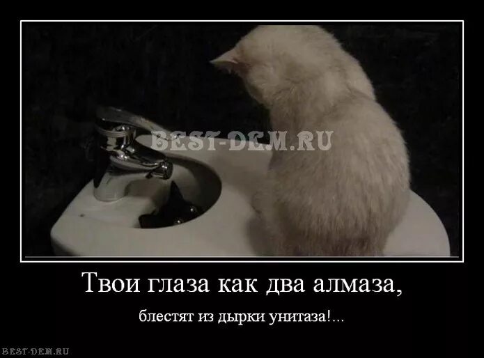 Твои глаза как два алмаза. - твои власа как. Твои глаза как два алмаза. Твои глаза как два алмаза блестят из дырки унитаза. Твои глаза как два алмаза.