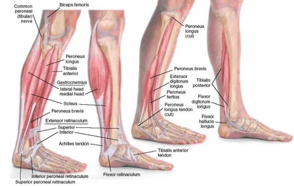 Икроножная мышца анатомия. Peroneus Longus мышца. Проекция мышц голени на коже. Артерии икроножной мышцы.