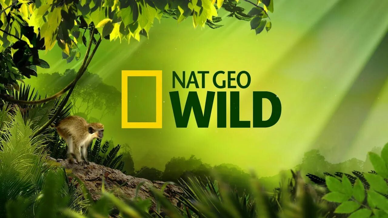 Nat geo wild программа. Логотип канала nat geo wild hd. телеканал national geographic wild. канал про животных. канал о природе.