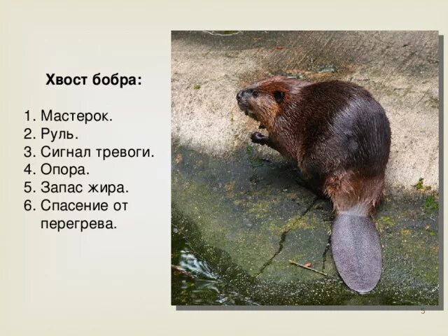 Почему бобра