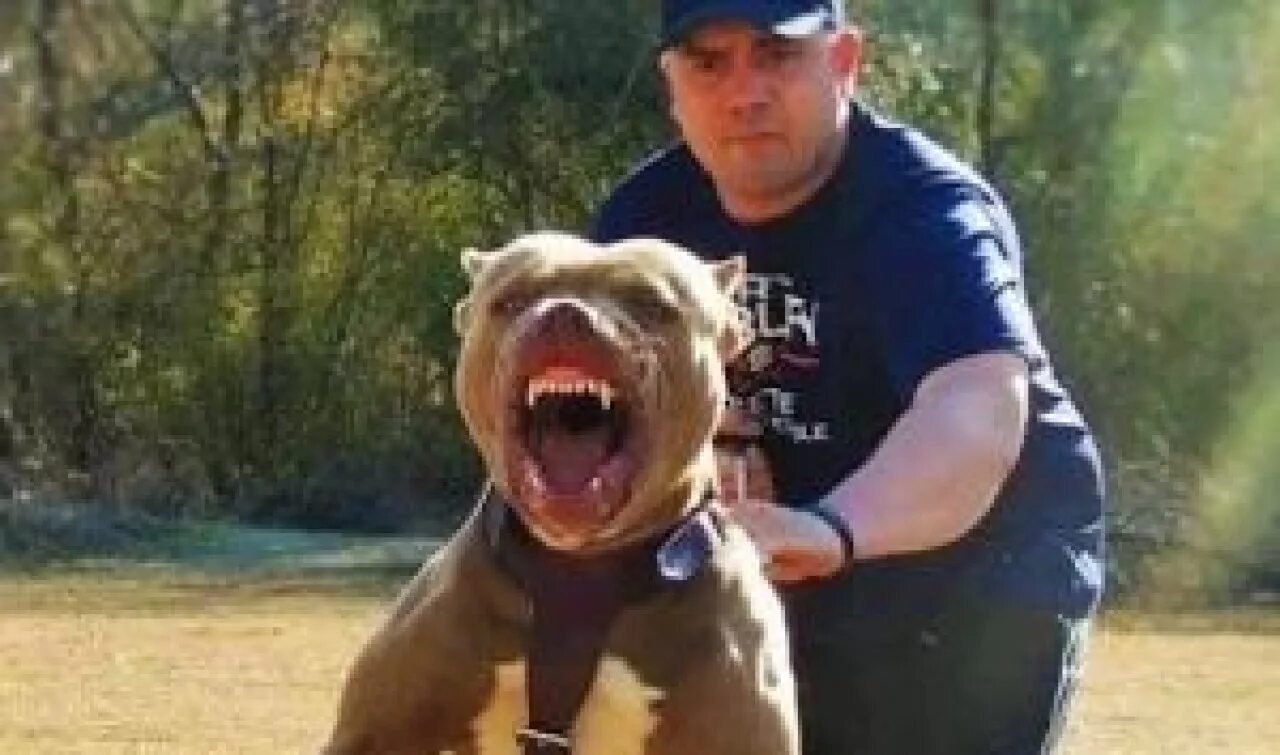 американский стаффордширский терьер с детьми. стаффордширский терьер и питбуль. американский стаффордширский терьер с хозяином. амстафф зкс. цезарь милано дрессировка.