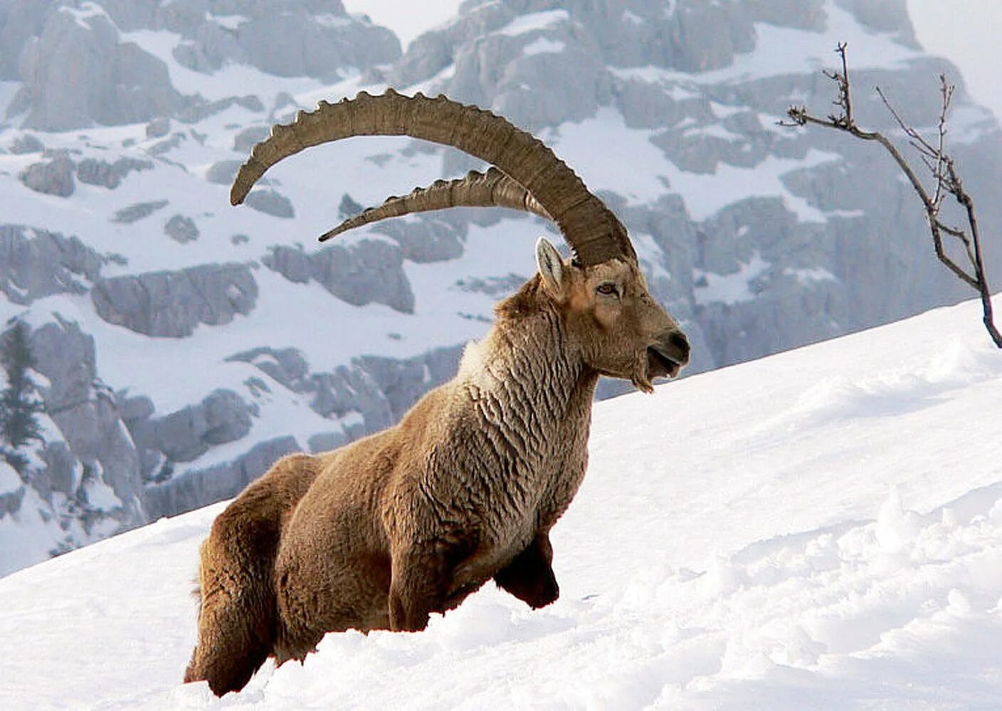 горный козел памира. горный козел памира. горный козел гималаи. горные козлы кыргызстана. горный козел памира.