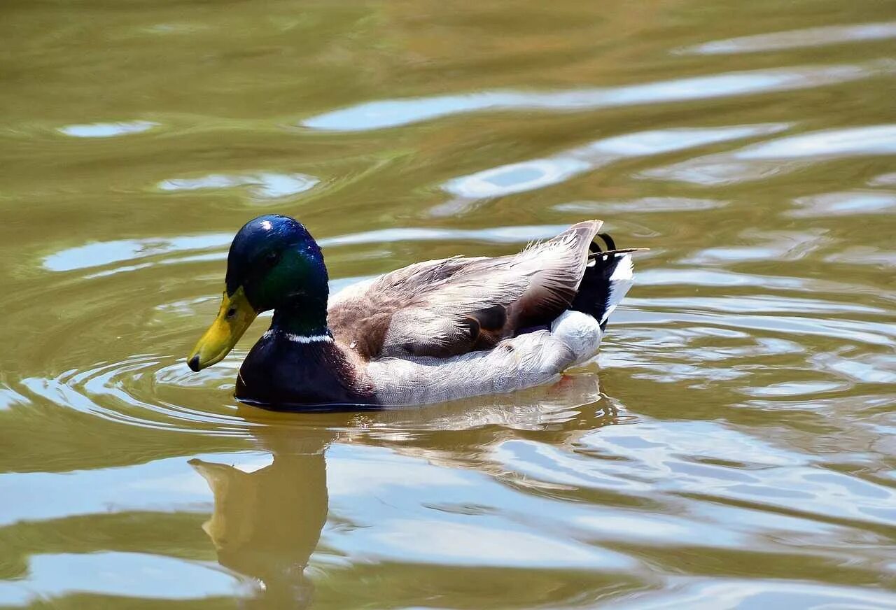 Дикие утки птенцы кряква. К чему снятся утки женщине. Утка кряква селезень. К чему снятся утки женщине. Шведская голубая утка.