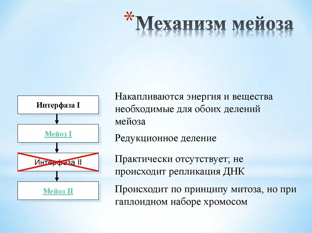 Мейоз 1 деление интерфаза. Механизм мейоза. Интерфаза первое и второе деление. Процессы в интерфазе мейоза.