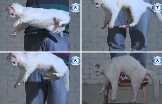 Кот шатается что делать. Котенок приземлился на передние лапы. кошка приземляется на 4 лапы. как падает кошка. почему кошки всегда приземляются на лапы.