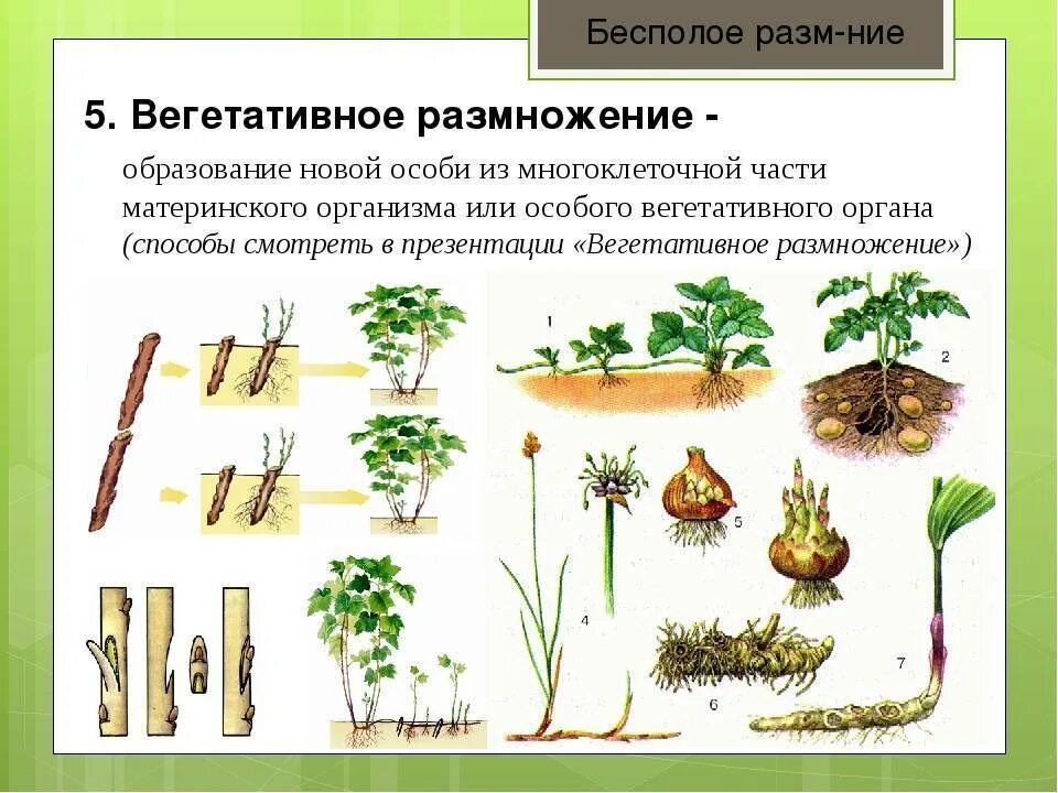 Бесполое вегетативное размножение растений 6. Бесполое размножение у растений вегетативное рисунок. Вегетативное размножение организмов. Вегетативное бесполое размножение схема. Пример процесса иллюстрирующего размножение у растений