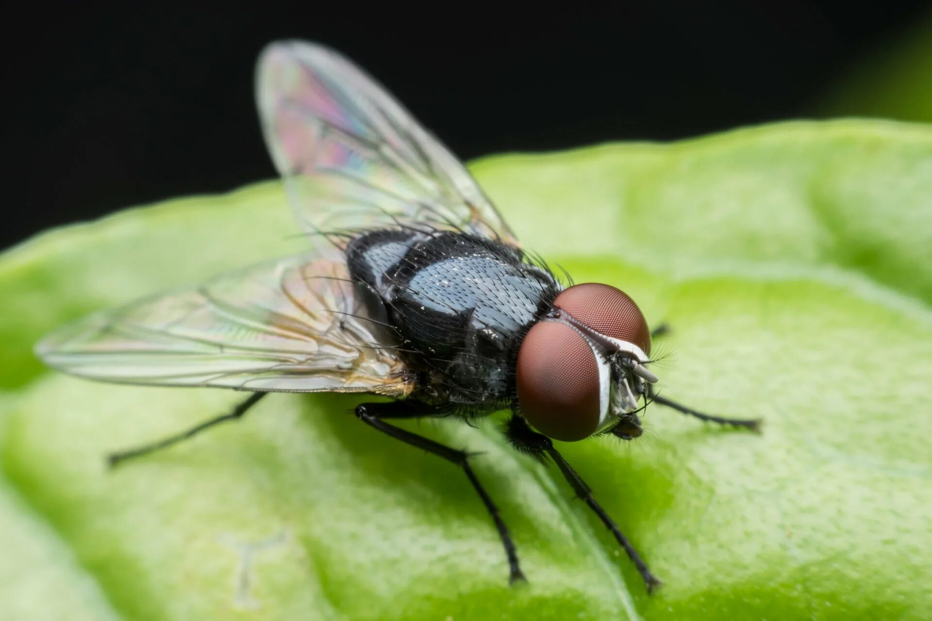 Musca domestica комнатная Муха. Муха (Musca domestica domestica). Муха домашняя Musca domestica. Капустная Муха. Л муха