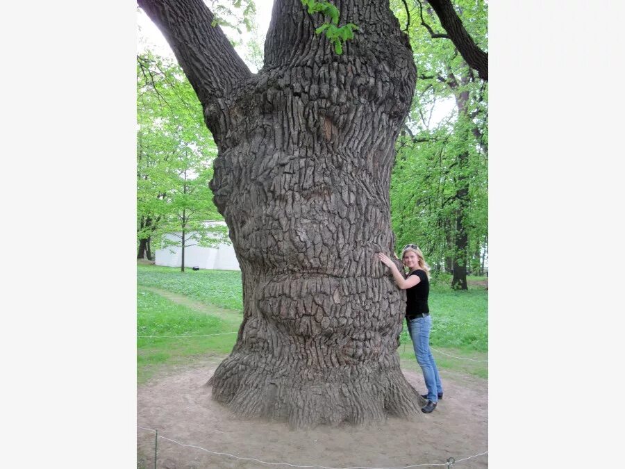 Сообщение о дубе. Петровский дубы сообщение. Дуб лермонтова сообщение. Дуб петра в астрахани. Дуб долгожитель.