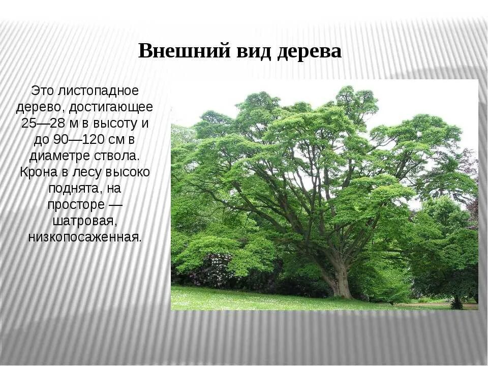 Где растет амурский. Бархат Амурский -Phellodendron amurense. Бархат Амурский пробковое дерево. Амурский бархат Дальний Восток. Дерево бархат Приморский край.