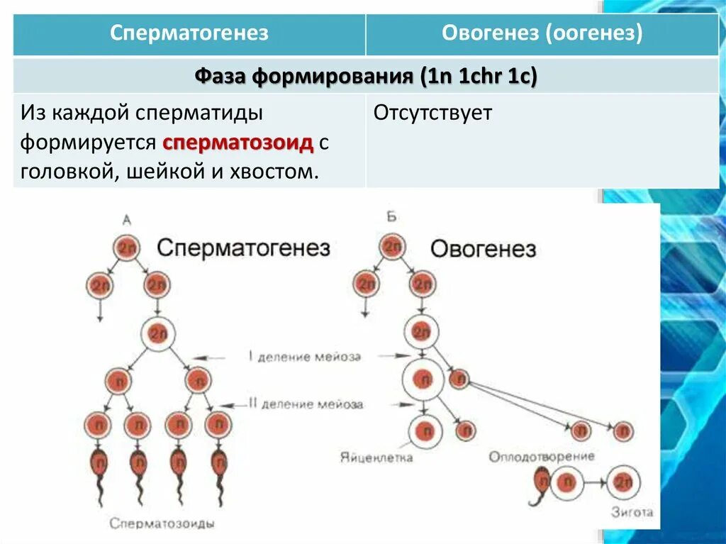 Описание сперматогенеза. Схема основных этапов сперматогенеза и овогенеза. Гаметогенез сперматогенез овогенез. Сперматогенез и овогенез стадии развития. Схема сперматогенеза и овогенеза.