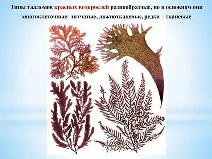 Строение тела красных водорослей