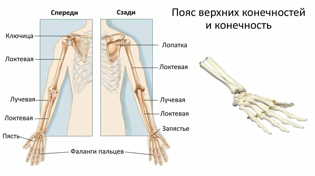 Какими костями образован пояс верхних конечностей. Строение пояса верхних конечностей. Плечевой пояс и скелет верхних конечностей. Верхняя конечность и пояс верхней конечности. Кости пояса верхней конечности человека.