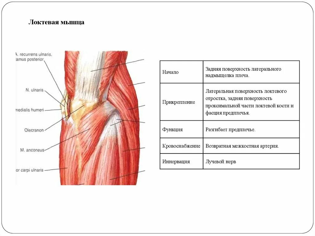 Локтевой сустав мышцы и сухожилия. Мышцы локтя анатомия. Суставная мышца локтя. Мышцы обеспечивающие движение в локтевом суставе. Мышцы локтевого сустава анатомия.