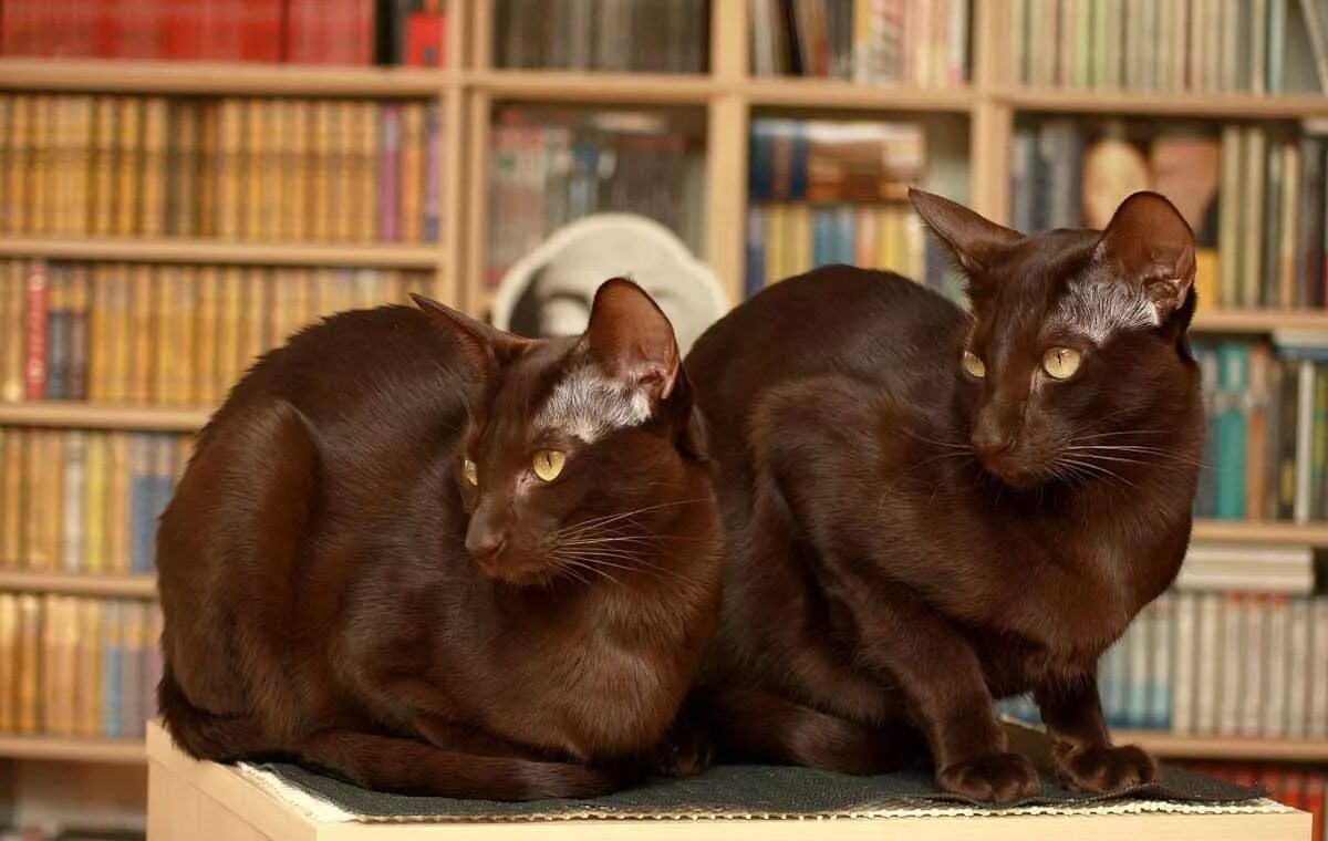 Породы коричневых котов. Гавана Браун кошка. Ориентальная Гавана Браун. Ориентал окрас Гавана. Ориентальная кошка Гавана окрас.
