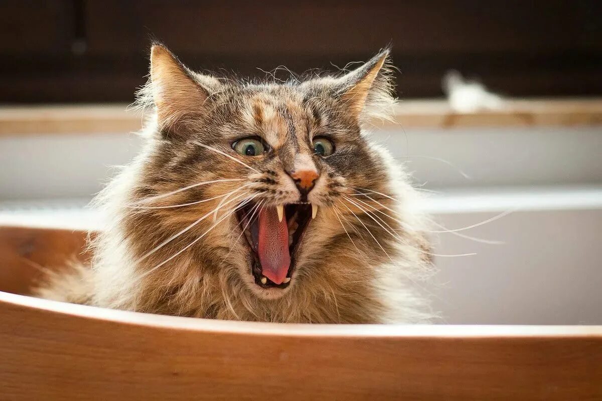 Приколы с котами. Смешной кот. Ржачные коты. Смешные фото кошек