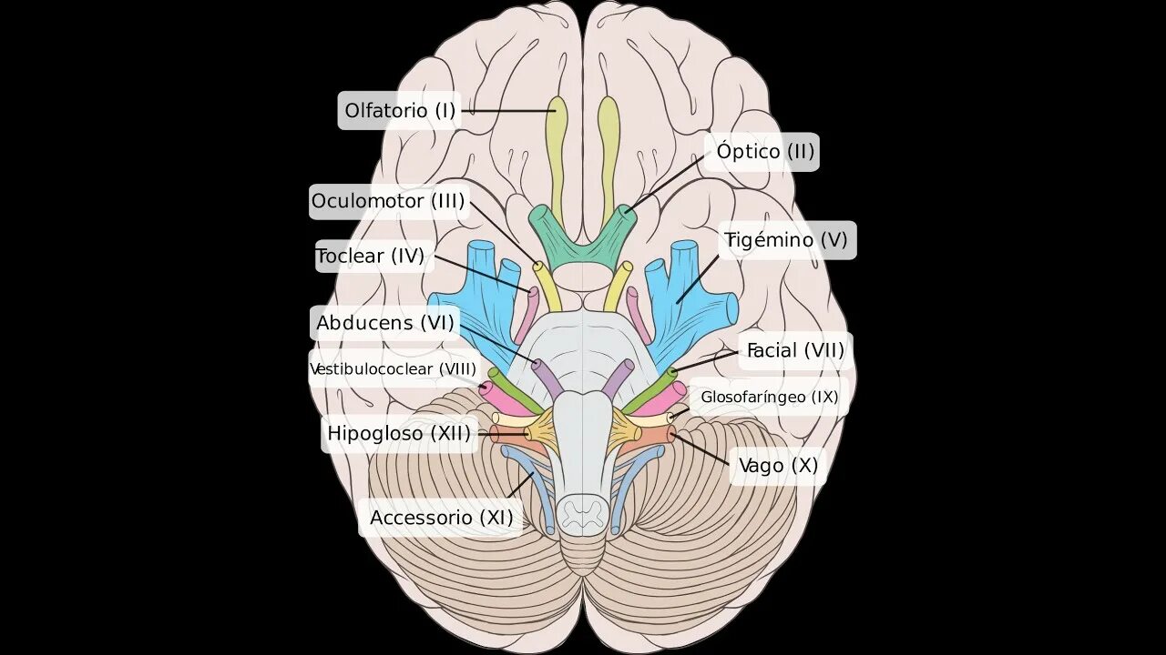 Ix черепного нерва. 12 Пар черепно мозговых нерв. Выход 12 пар черепно-мозговых нервов анатомия. Головной мозг 12 пар черепно мозговых нервов. 12 Пар черепных нервов схема.