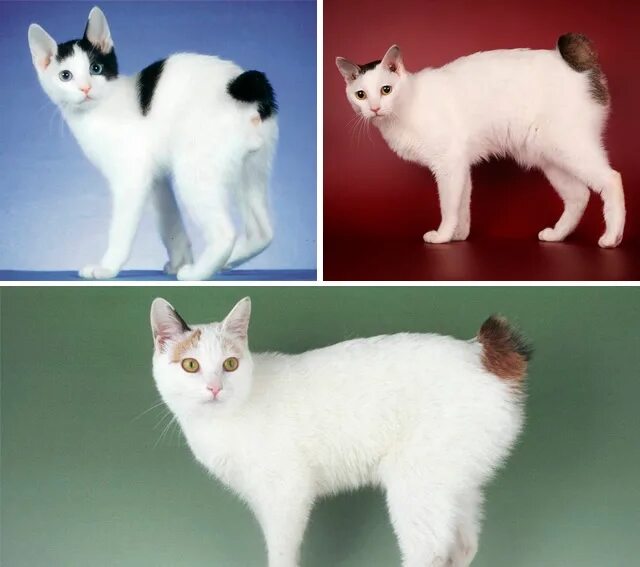 Рассмотрите фотографию кошки породы японский бобтейл. Японский бобтейл. Японский бобтейл кошка. Японский бобтейл котенок. Японский бобтейл черный.