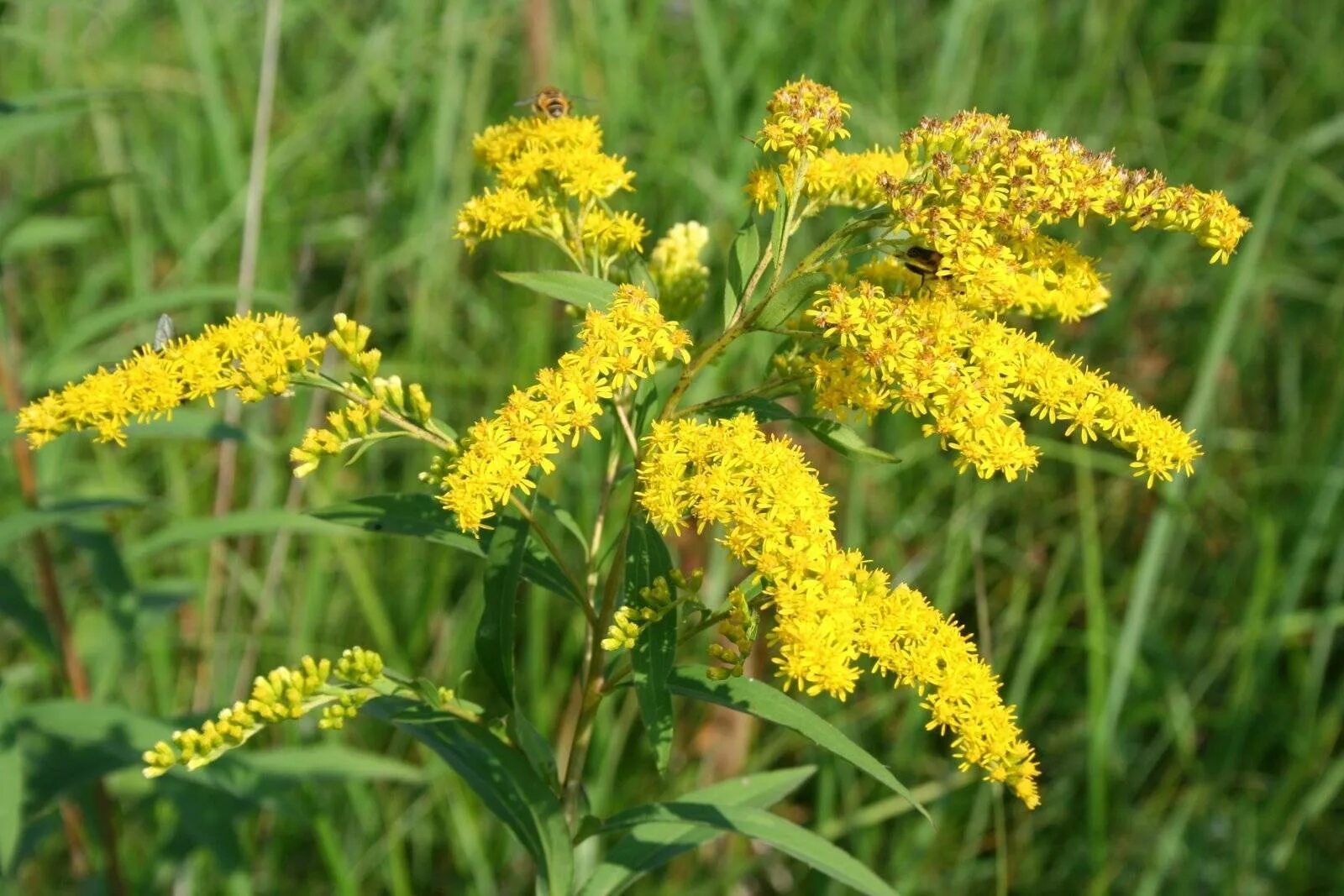 Пижма сибирская. Желтый бессмертник трава. Подмаренник. Золотарник обыкновенный (solidago virgaurea. Лекарственное растение желтые.