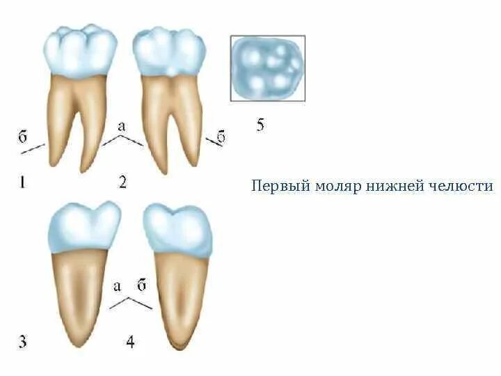 Коренные моляры. Анатомия 6 моляра нижней челюсти. Первы поляр Нижний челюст. Первый моляр нижней челюсти. Зуб первый моляр нижней челюсти.