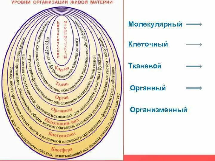 Уровни организации организма. Уровень организации органы. Уровни организации человека. Уровни организации организма схема.