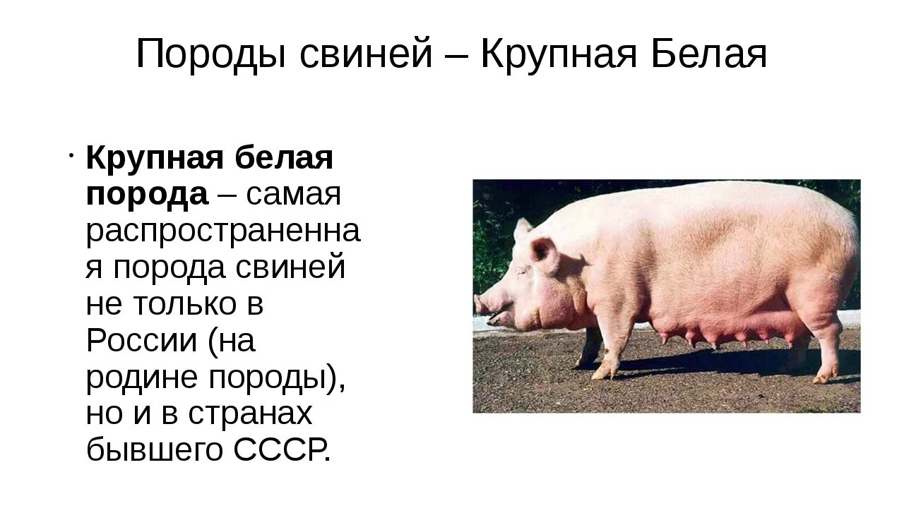 Отрасли свиноводства в россии. Свинья для презентации. Телосложение свиней. Поросенок для презентации. Свиноводство проект.