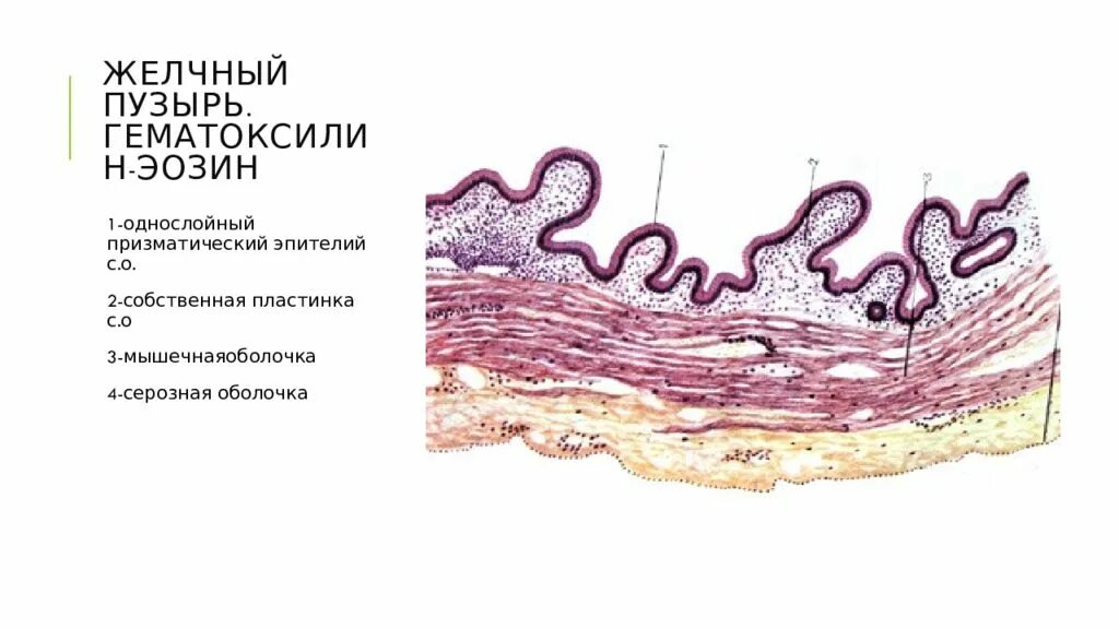 Слизистая оболочка желчного пузыря. Строение желчного протока гистология. Строение желчного пузыря гистология. Желчный пузырь гистология препарат. Строение стенки желчного пузыря.