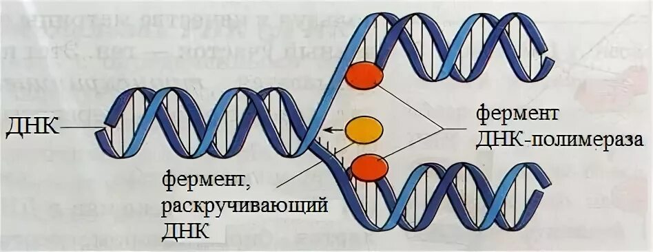 Раскручивание днк фермент