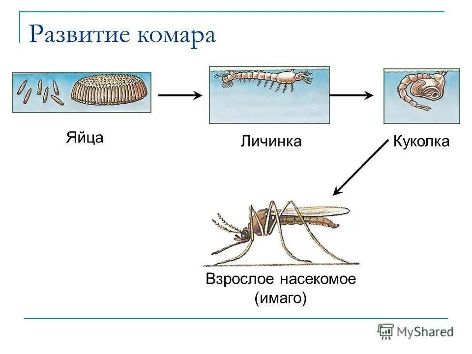 Комар тип превращения. Стадии развития комара обыкновенного. цикл развития комара схема. стадии развития комаров. развитие комара с полным превращением схема.