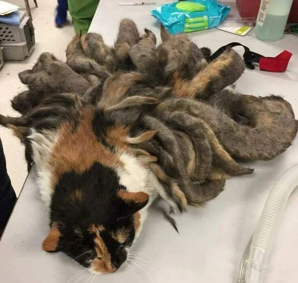 Как реанимировать котенка