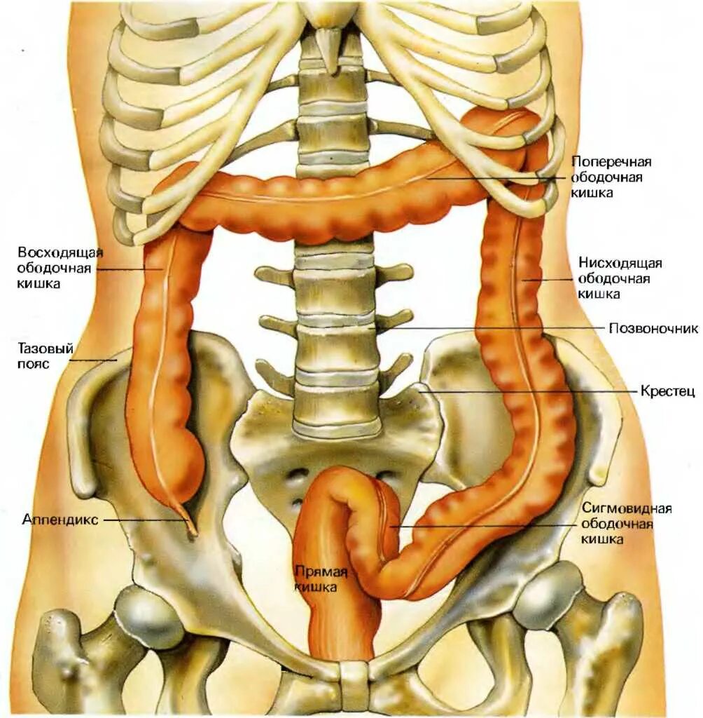 Колит сверху. Толстая кишка анатомия расположение. Расположение органов кишечника. Органы поясничного отдела. Анатомия человека слева.