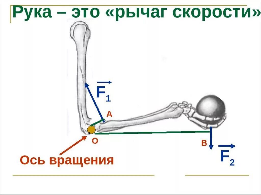 Какого устройство рычага. Рычаги в природе, рычаги в технике, рычаги в быту.. Рычаг скорости. Рычаги в природе физика. Простые механизмы в быту рычаг.