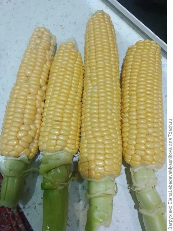 Большая кукурузина