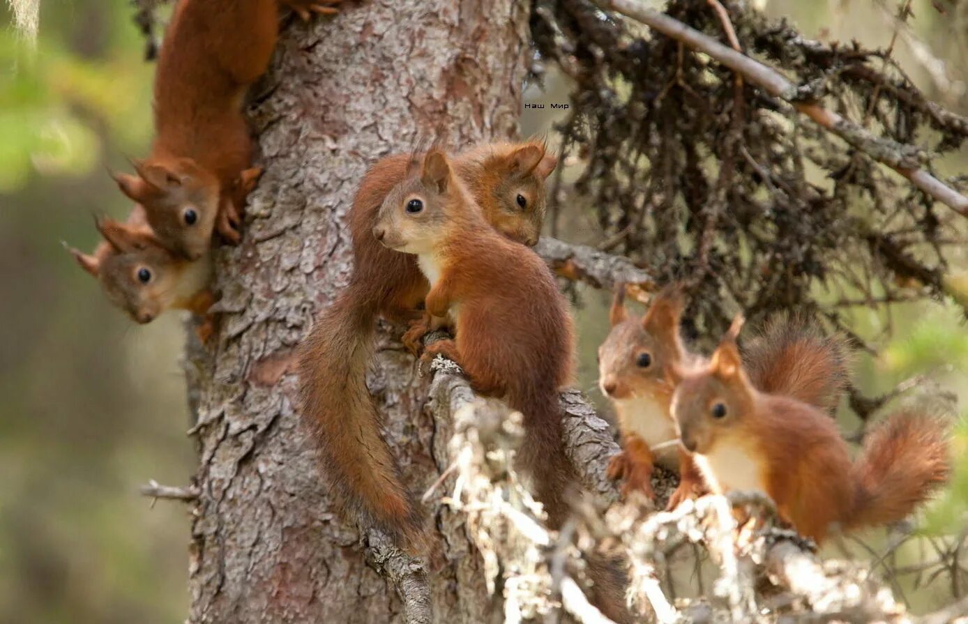 Бельчонок 1 месяц фото. Сибирская белка. Белка бельчонок бельчата. Много белок. Дикие животные белка и бельчонок.