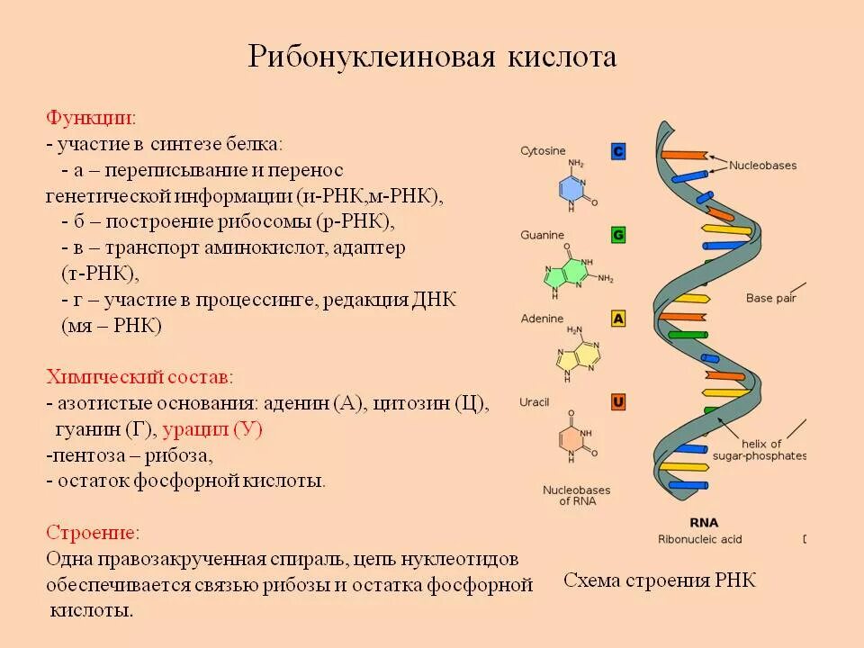 Нуклеиновые формы жизни