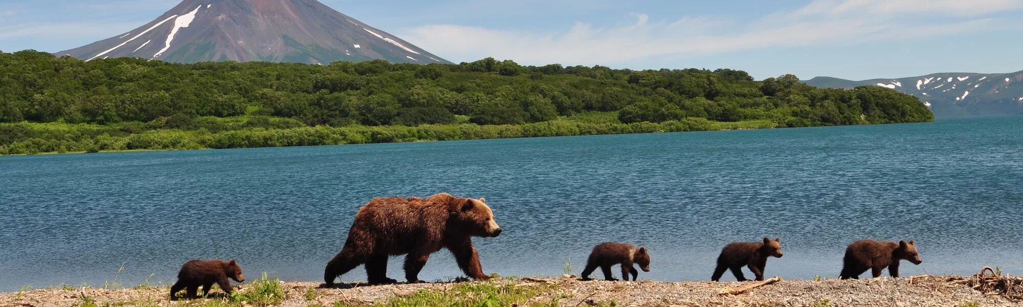 Остров Итуруп медведи. Остров Кунашир медведи. Итуруп медведь вулкан. Курильское озеро Камчатка. Дикие животные островов