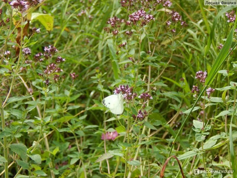 Origanum vulgare (Lamiaceae) (Kaarela, Helsinki, 20150720) Plants, Orchids, Shru