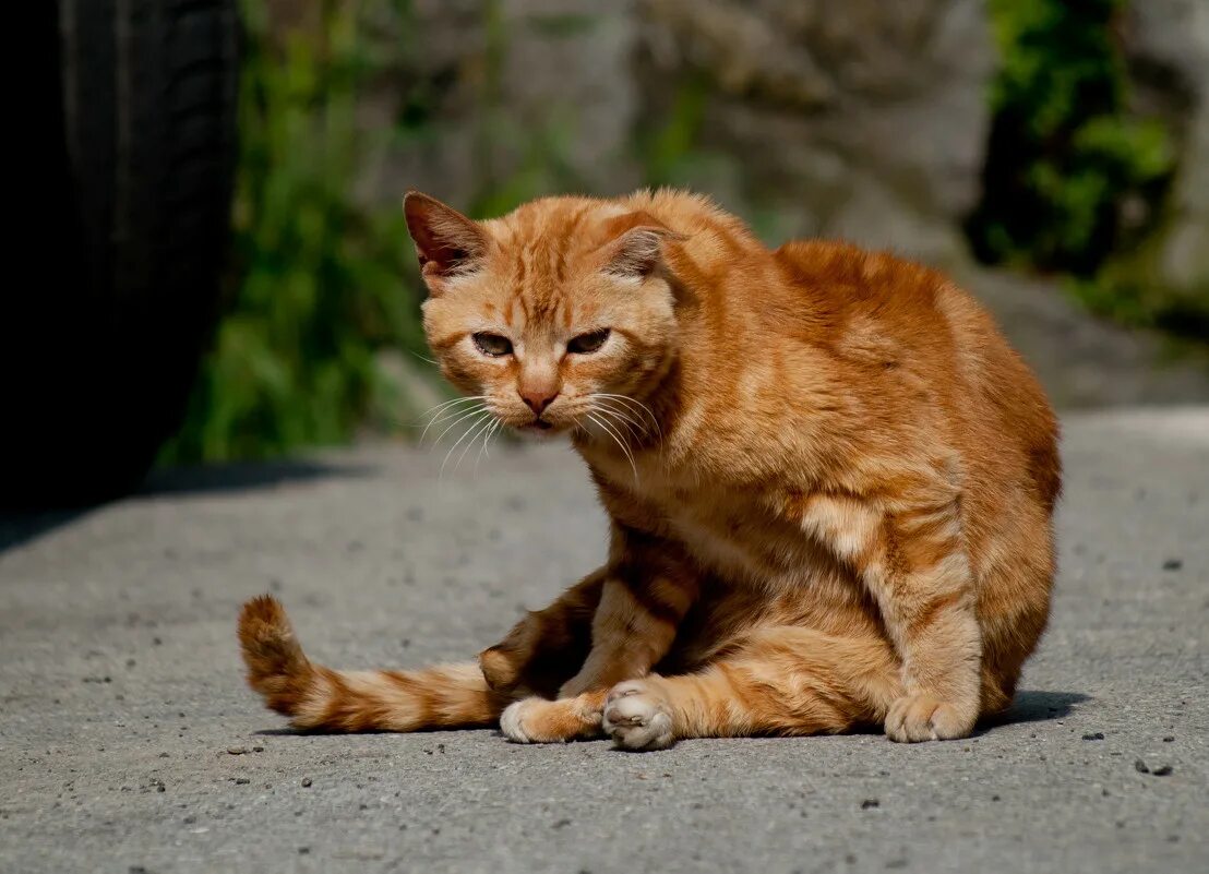 Говорите рыжего кота. Рыжий дворовый кот. Рыжая кошка. Рыжий котик. Наглый рыжий кот.