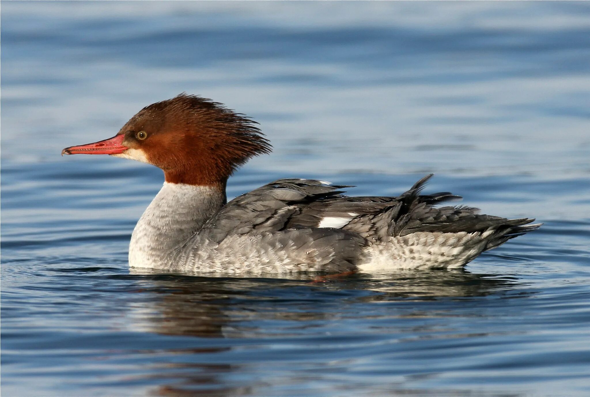 Чомга хохлатая. Нырок крохаль. Большой крохаль mergus merganser. Водоплавающая птица семейства утиных. Водоплавающая птица с сине белым окрасом.