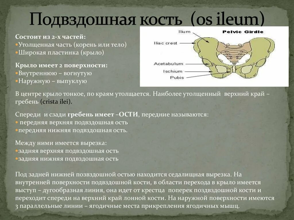 Передняя подвздошная кость. Ости крыла подвздошной кости. Наружная поверхность крыла подвздошной кости. Передние ости подвздошных костей. Подвздошная ость подвздошной кости.