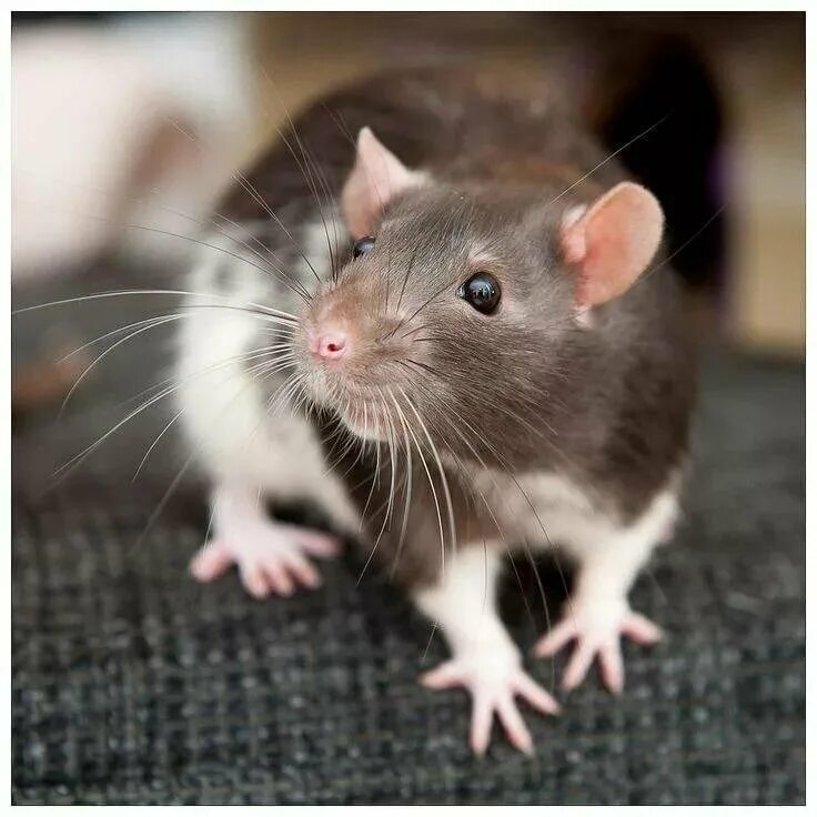 After the holiday tables it’s already time to control yourself ! Photo: petworld