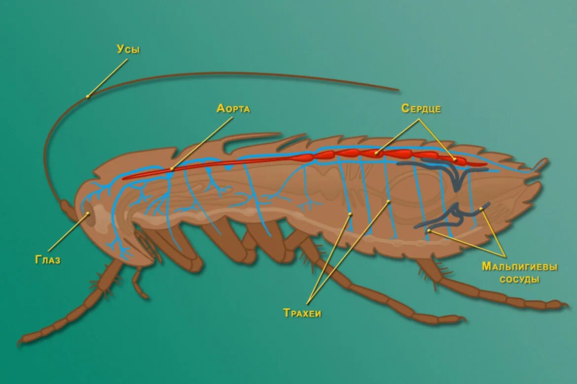 Кровообращение у насекомых. Строение пищеварительной системы таракана. Выделительная система черного таракана. Кровеносная система таракана схема. Выделительная система тараканов.